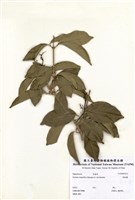 藏品(紫鈴藤)的圖片